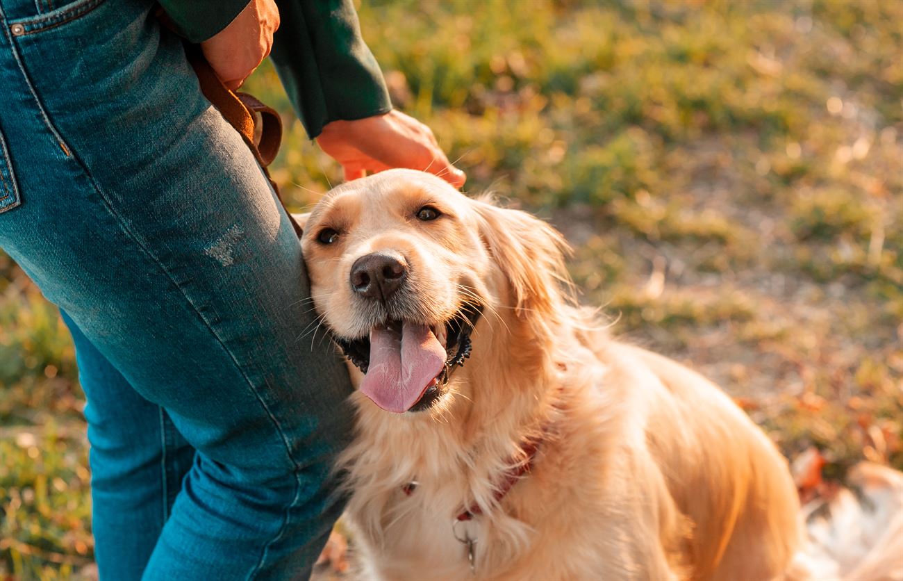 A dog leaning affectionately against its owner's leg in warm evening light