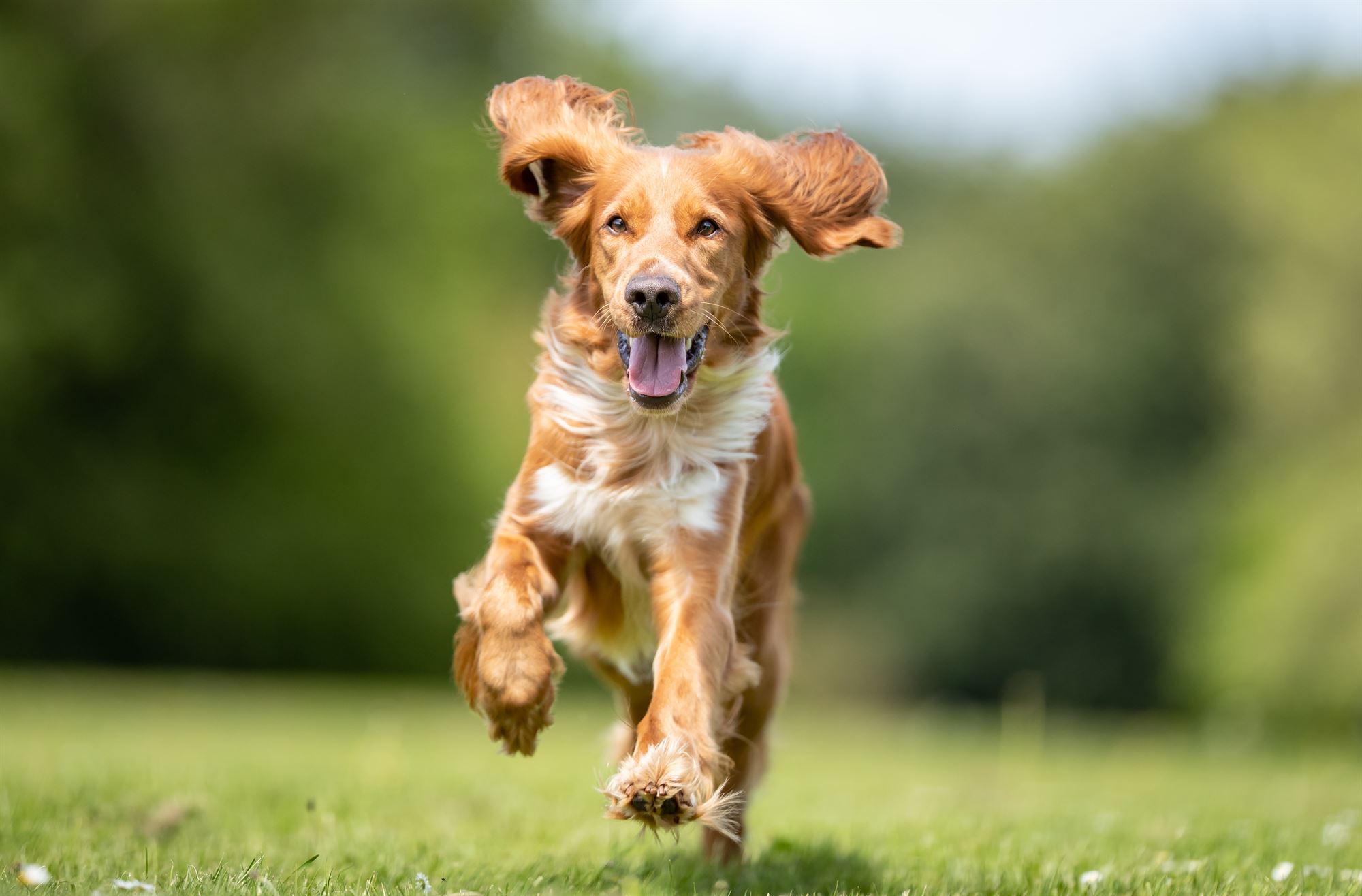 A happy Cocker Spaniel running freely through a sunlit countryside field